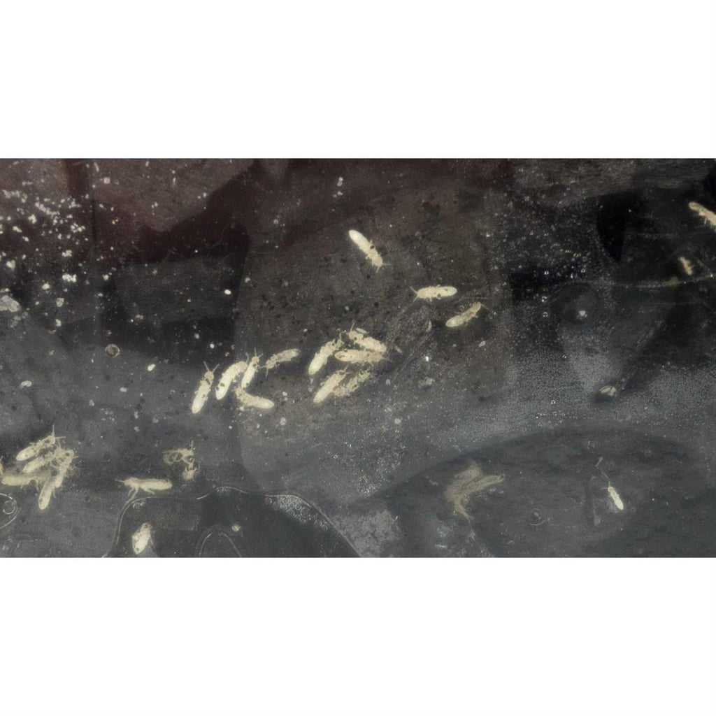 Springtail Culture X1286