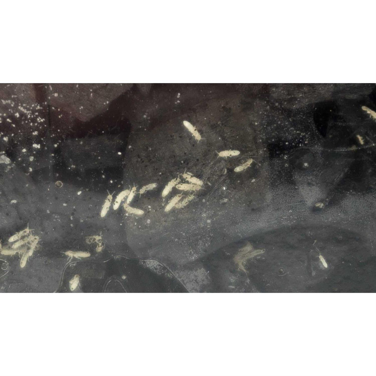 Springtail Culture X1286