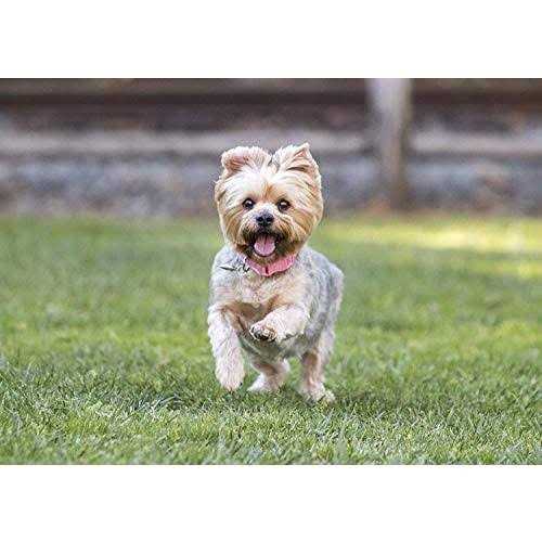 Small Breed Dry Dog Food Turkey P431