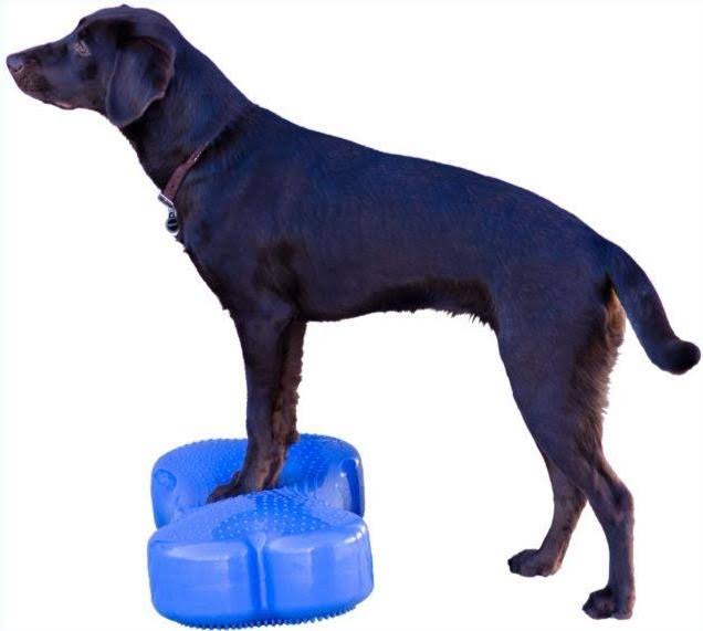 Canine Fitness Kit B9075
