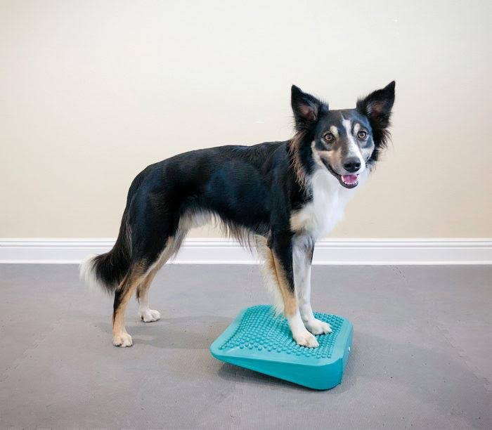 Canine Fitness Kit B9075