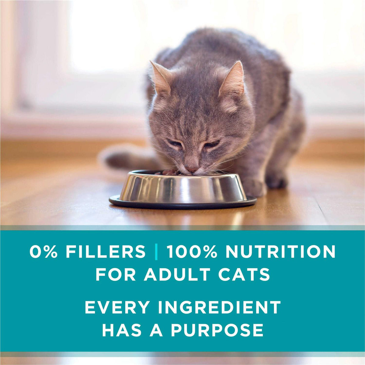 Wet Cat Food Z932414