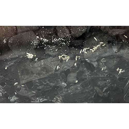 Springtail Culture X1286