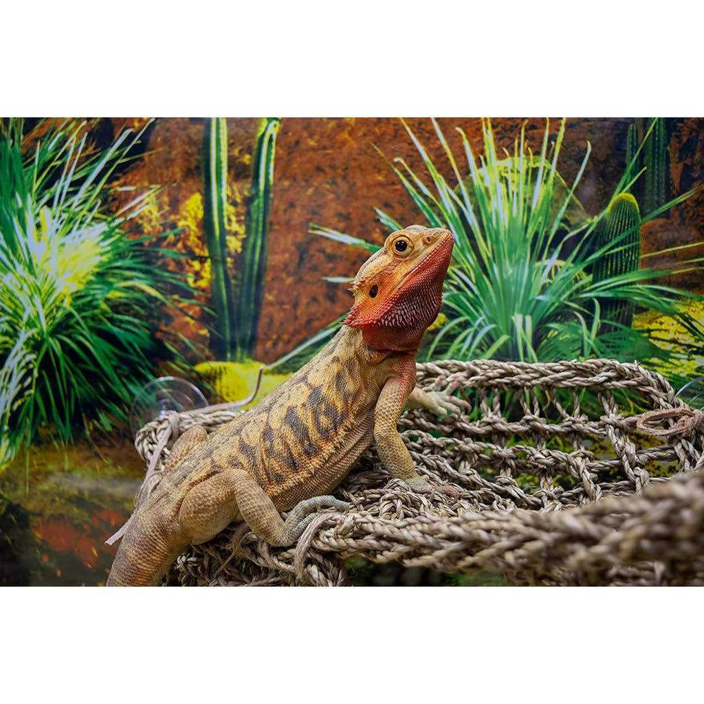 Lizard Lounger Q546