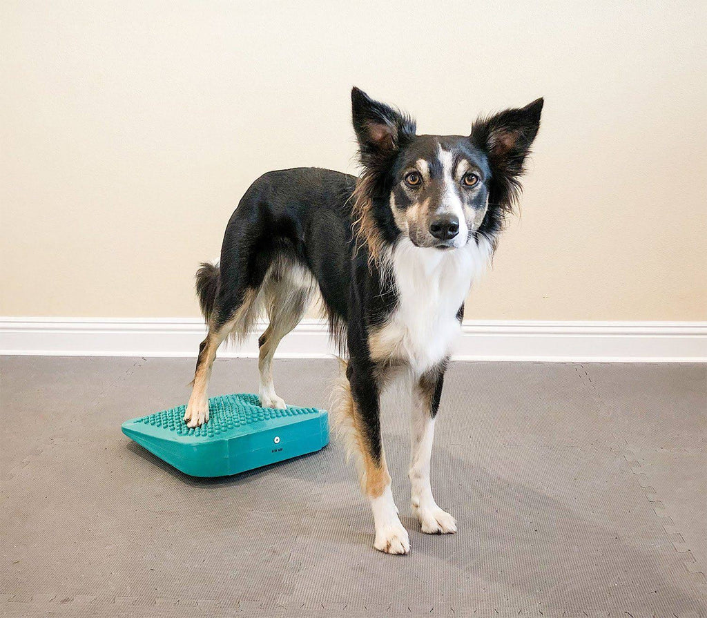 Canine Fitness Kit B9075