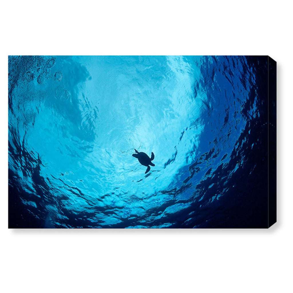 Blue Green Sea Turtle Canvas Art B229