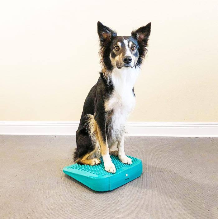 Canine Fitness Kit B9075