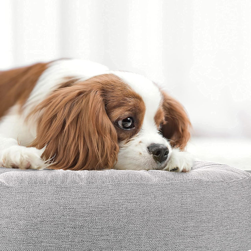 Memory Foam Dog Bed with Removable Washable Pad and Anti-Slip Bottom P218450