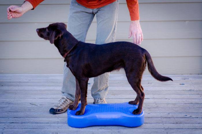 Canine Fitness Kit B9075