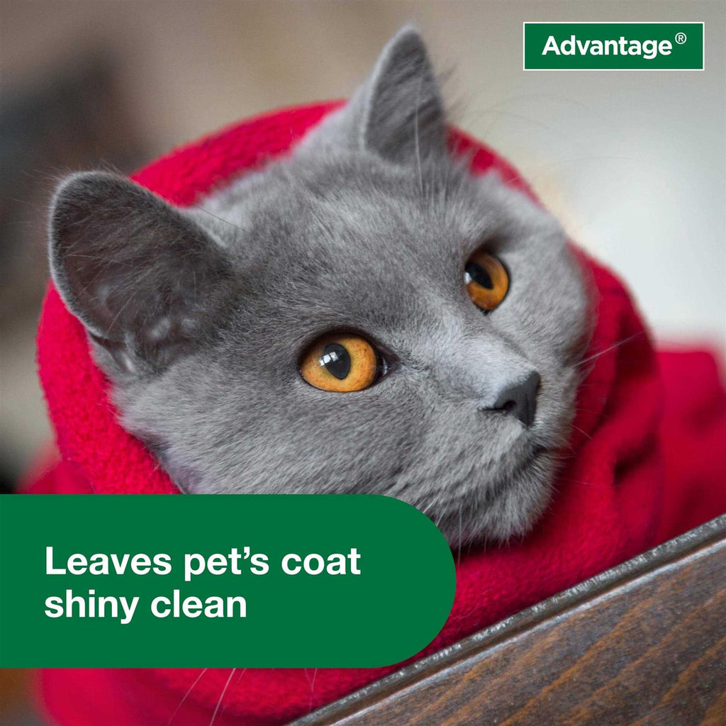 Flea & Tick Treatment Shampoo for Cats & Kittens S2744