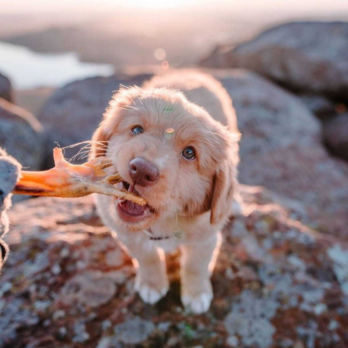 Chicken Feet Dog Treats Y726745