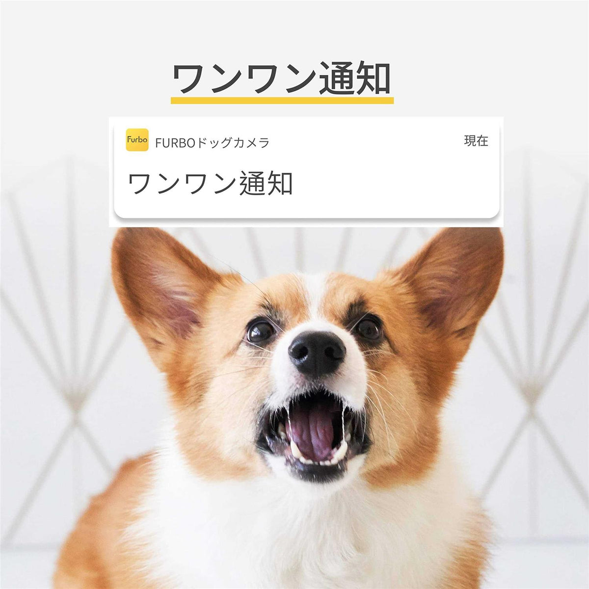 360° Rotating Pet Camera with Treat Tossing D615290