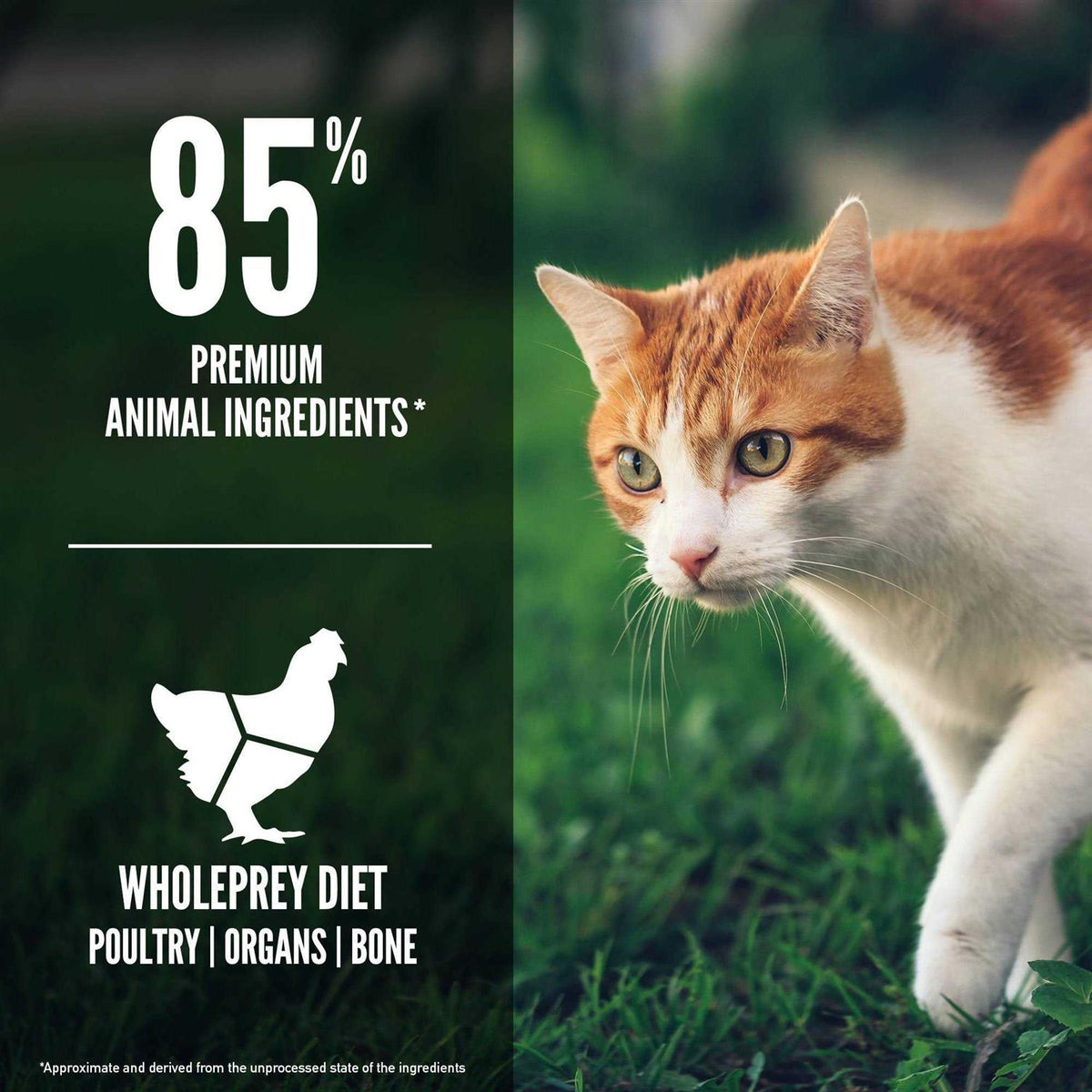 Cat Dry Food S500628