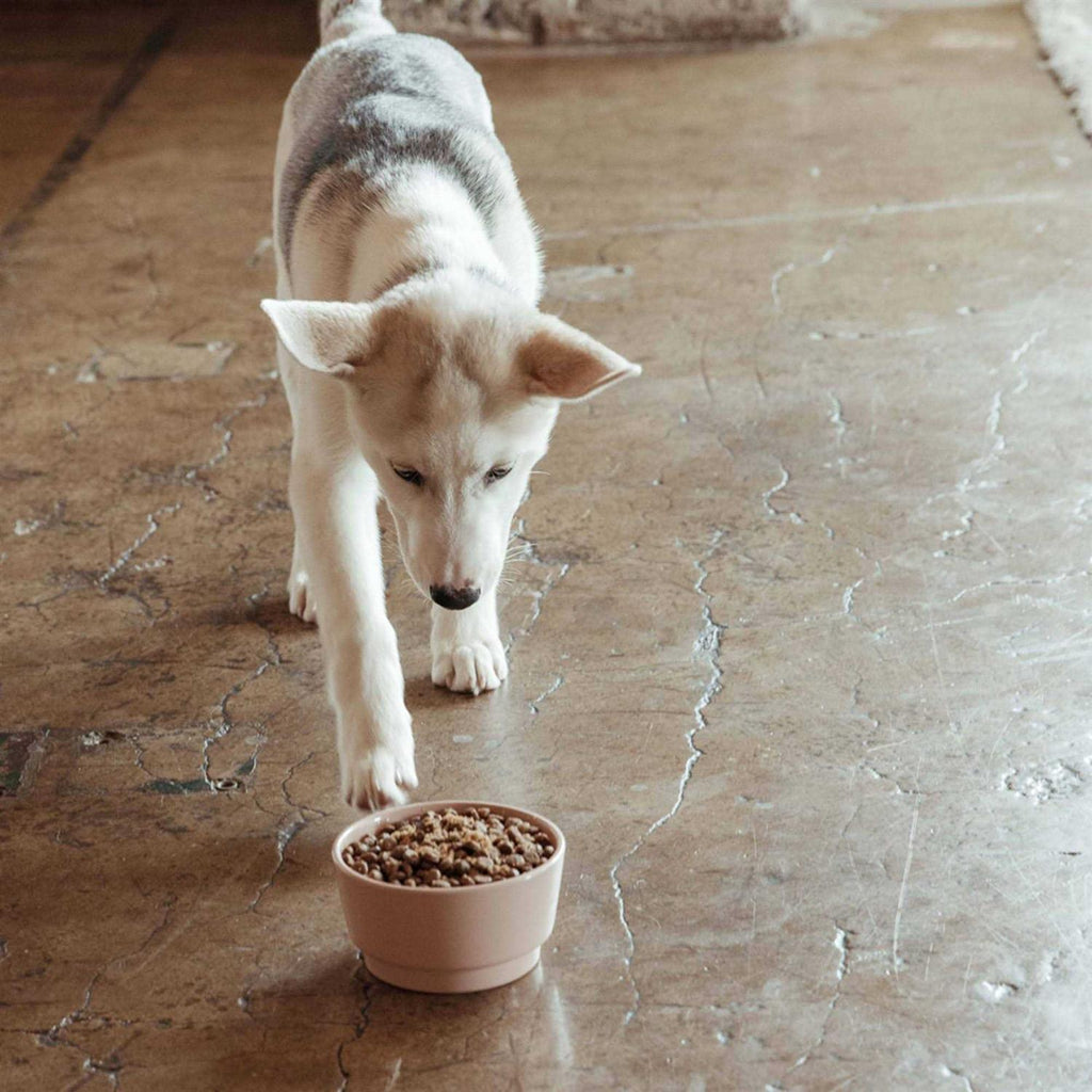 Sweet Potato & Carrot Dry Dog Food K636