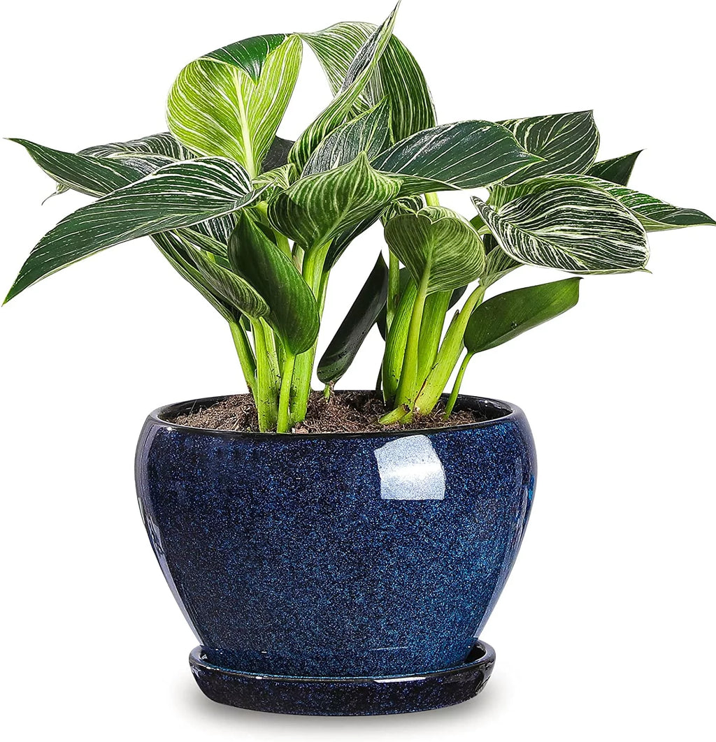 6.5 Inch Ceramic Plant Pot with Drainage Hole and Saucer A867