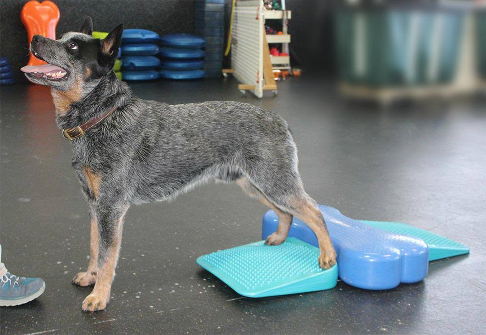 Canine Fitness Kit B9075